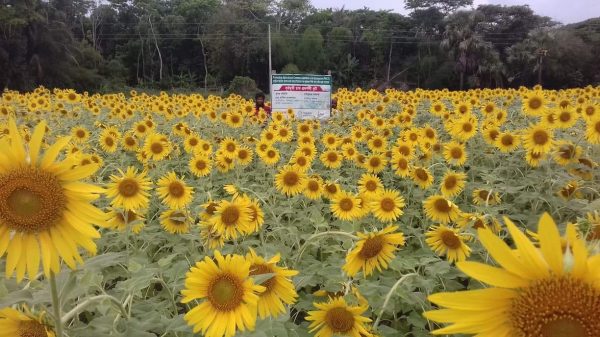 পাথরঘাটায় ব্যাপক সূর্যমুখী চাষ